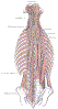 OrthoSpineTMusclesDeepGrayBB389.gif