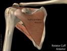 ShoulderAnteriorRotatorCuff.jpg