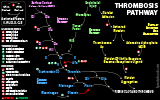 ThrombosisPathway.png