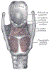 entLarynxPosteriorMusclesGrayBB958.gif