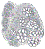 entSalivarySubmaxillaryMicroAlveoliGrayBB1026.gif