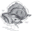 entTemporalBoneInnerGrayBB138.gif