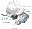 entTemporalBoneLtGrayBB1209.gif