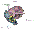 entTemporalBonePartGrayBB143.gif