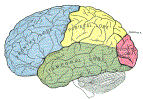 neuroBrainLobesGrayBB728.gif