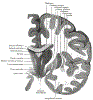 neuroBrainXsGrayBB718.gif