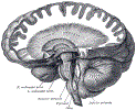 neuroBrainXsGrayBB745.gif