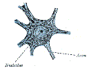 neuroCellGrayBB626.gif