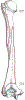 orthoArmHumerusBoneLtPostGrayBB208.gif