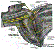 orthoArmNeuroBrachialPlexusGrayBB809.gif
