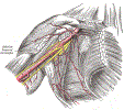 orthoArmShoulderArteryAntAxillaryGrayBB523.gif