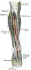 orthoLegCalfNeuroPeronealGrayBB835.gif