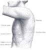 orthoSpineTLandmarksLateralGrayBB1215.gif