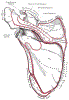 orthoTrunkScapulaPostGrayBB203.gif