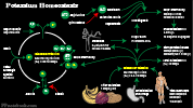 potassiumHomeostasis.png