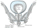 uroMalePelvicFloorGrayBB407.gif
