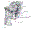 uroMalePelvisLateralXsGrayBB1135.gif