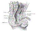 uroMalePelvisNewbornGrayBB1137.gif