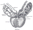 uroMaleSeminalVessicleGrayBB1160.gif